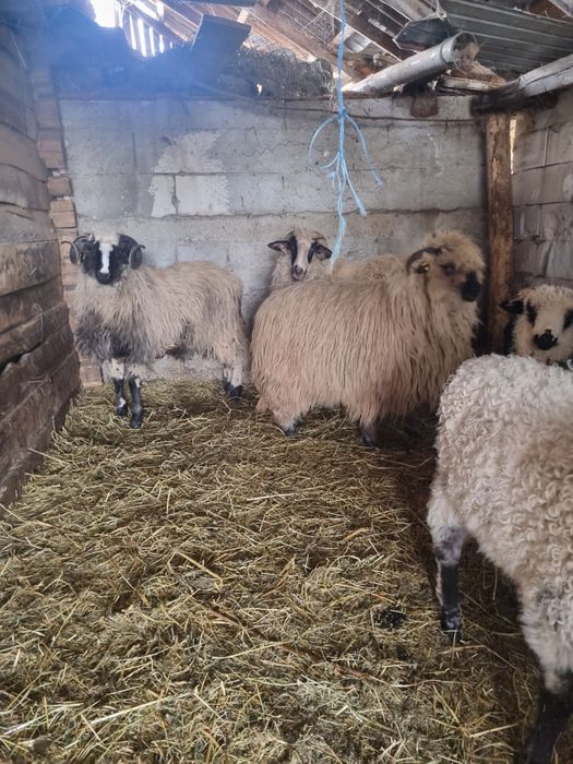 Oi mari turcane de vânzare