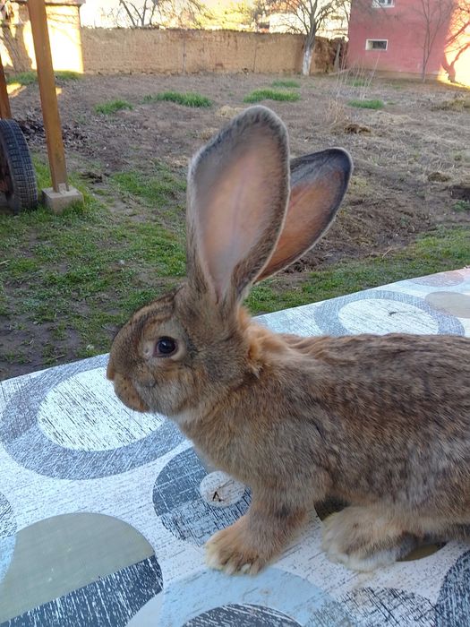Зайци жълти и белгийски великани