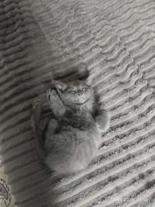 Котята.                   .