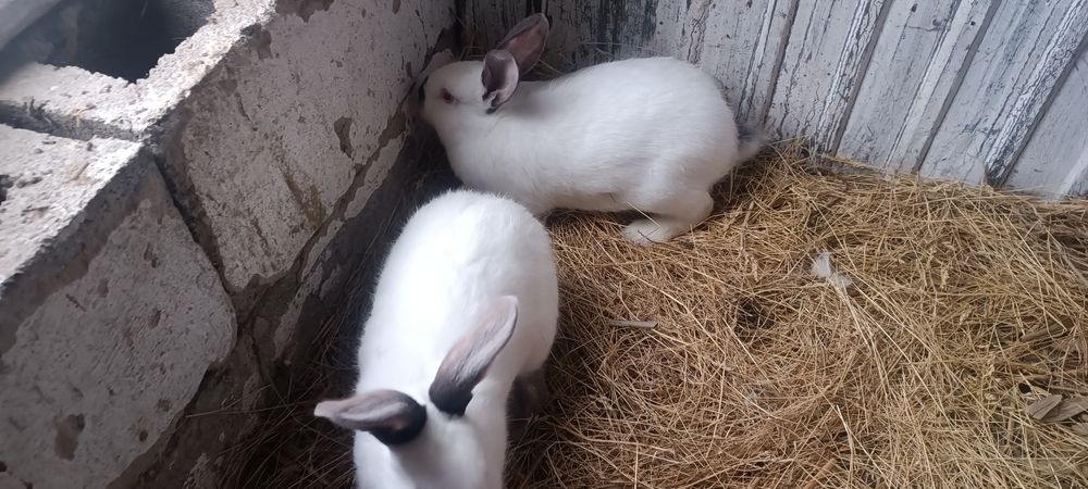 Кролики колифорния