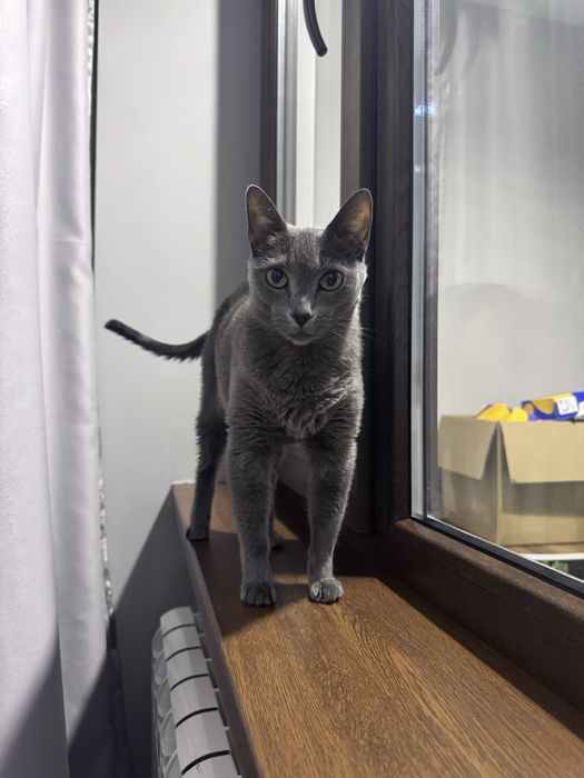 Отдам кошку русская голубая