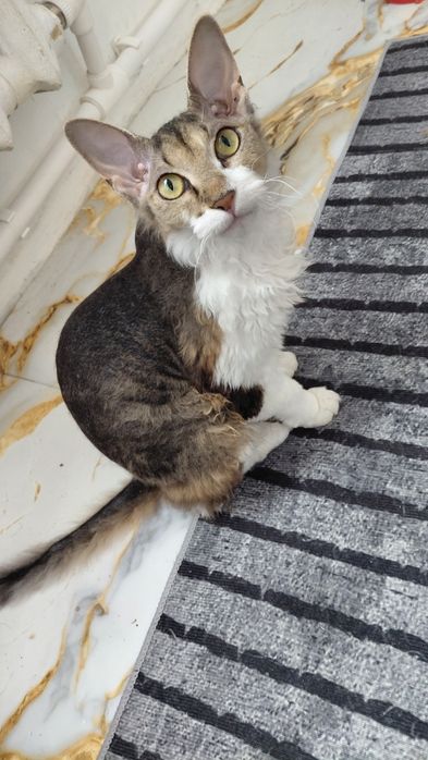 Отдам кошечку сфинкс браш бесплатно пол года ей