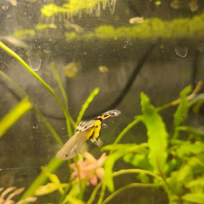 Продам гуппи, креветки, аквариум