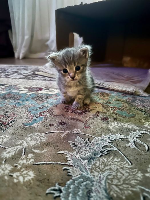 Отдам котят в добрые руки