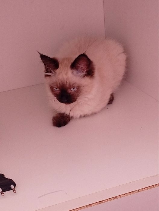 Сиамская Кошка 2-3 месяцев