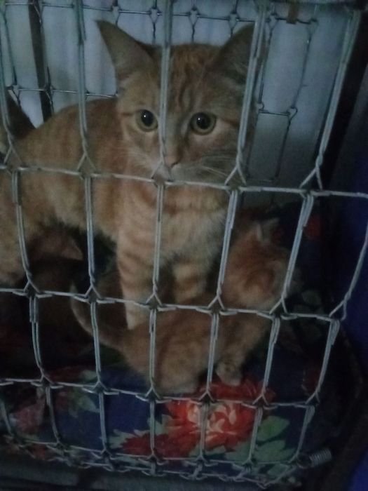 Отдам в хорошие руки