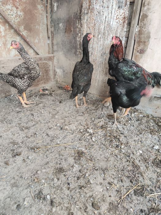 Бойцовый Дакан 1+3