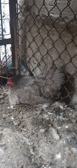 Карлик клушка наседка