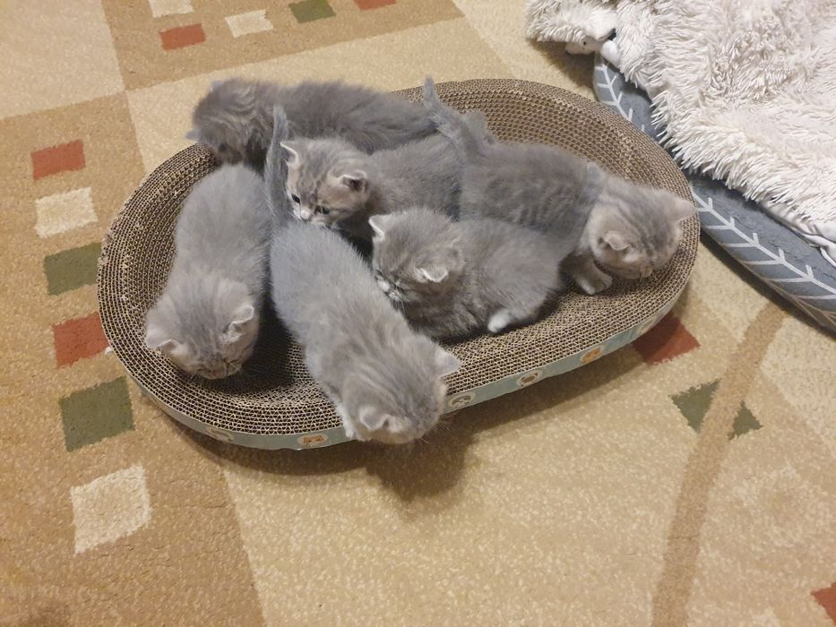 Продам котят в добрые руки