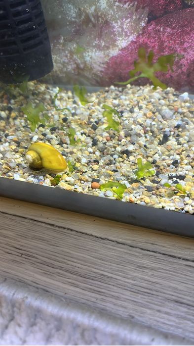 Продаю рыб и улитку