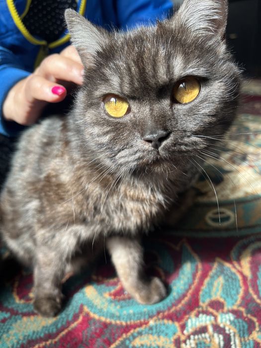 Продаем британских котят