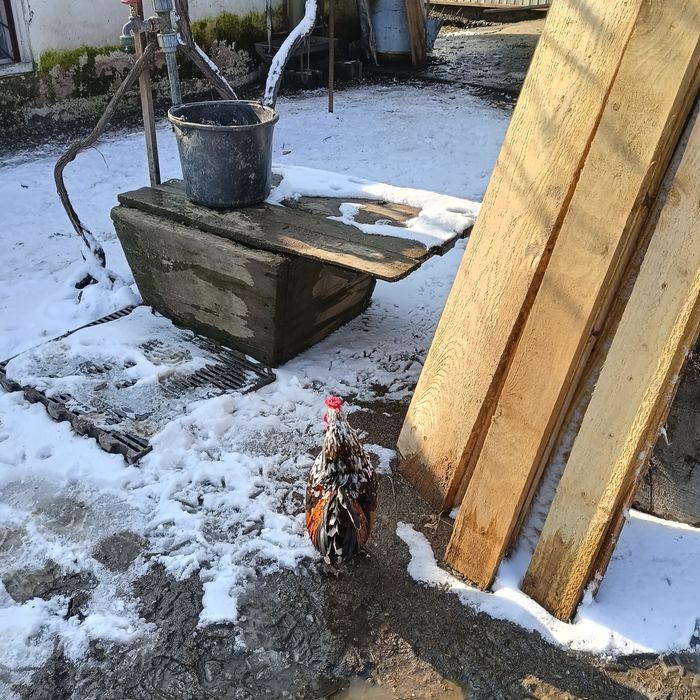 Vând cocoșei americani