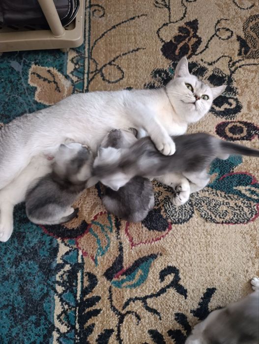 ПРОДАЙОТСЯ.Катяты.4штук