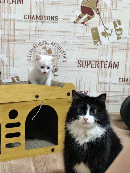 отдам котят ласковые