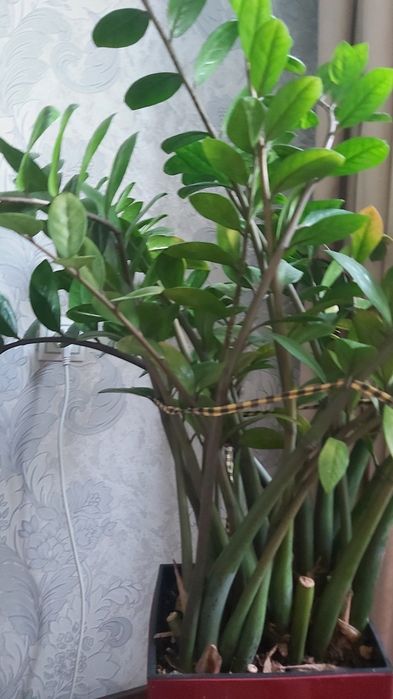 Цветы комнатные в горшке