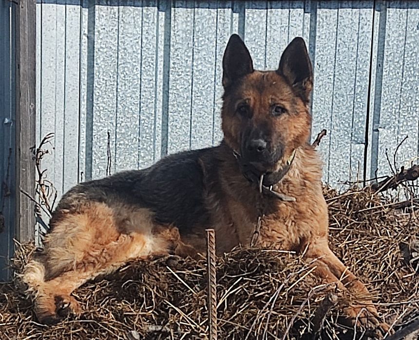На вязку немецкая овчарка
