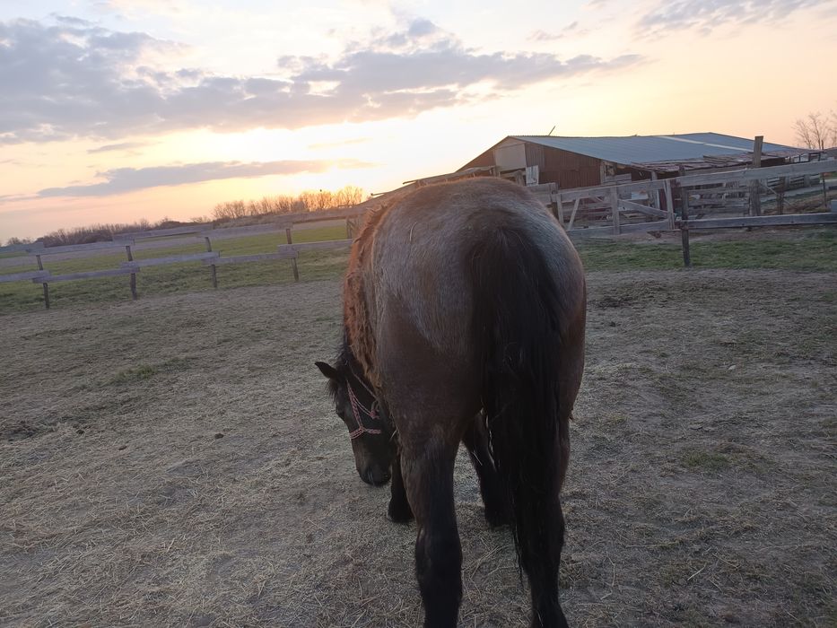 Vând o mânză de un an
