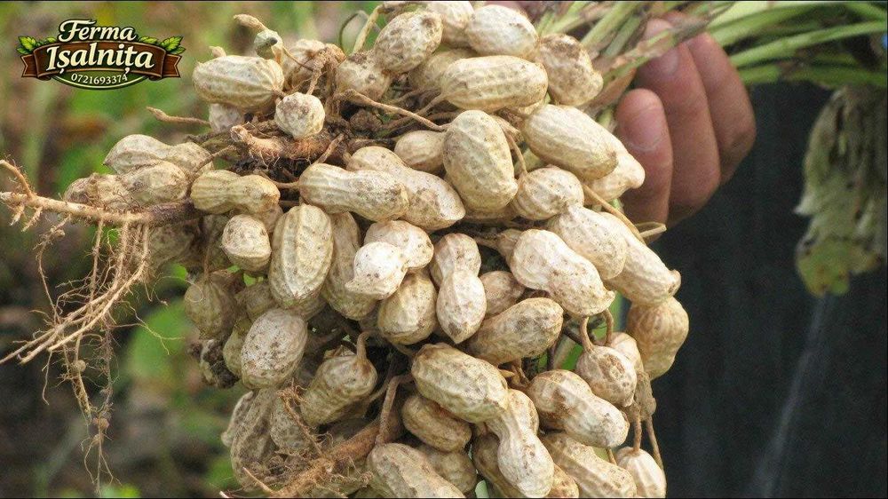 Semințe de alune de pământ arahide