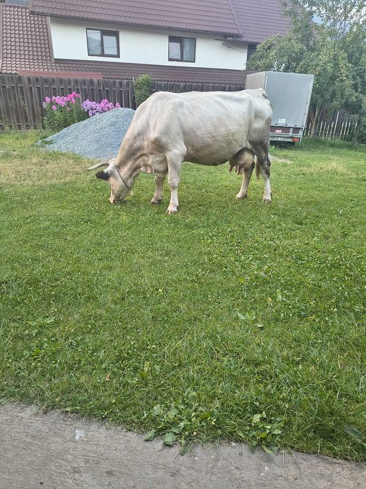 Vaca gestanta de vanzare