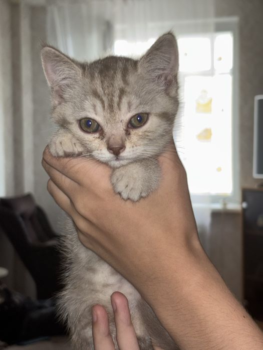 Шотландские котята