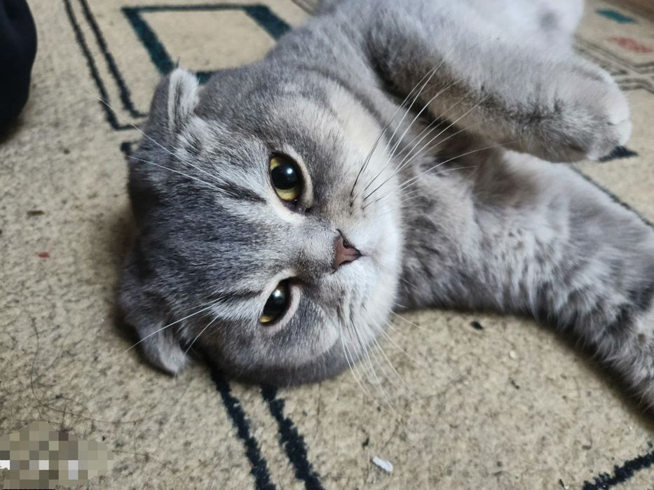 Viyaska, nasil olish uchun o'g'il mushuk