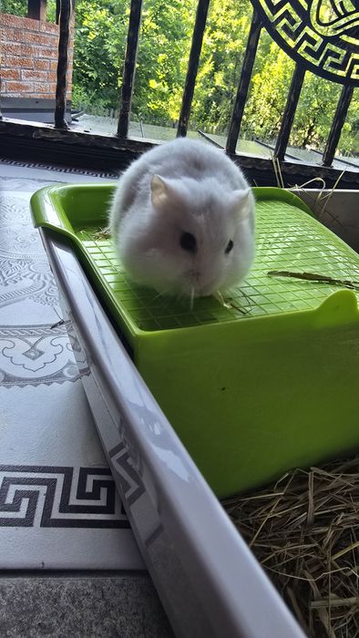 Hamster/hamster pitic