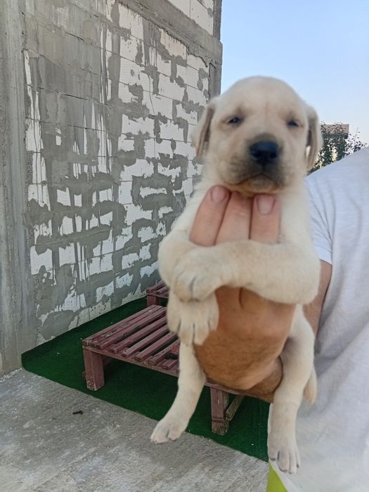 Labrador Retriver