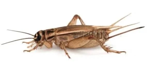 Сверчки , туркменские тараканы