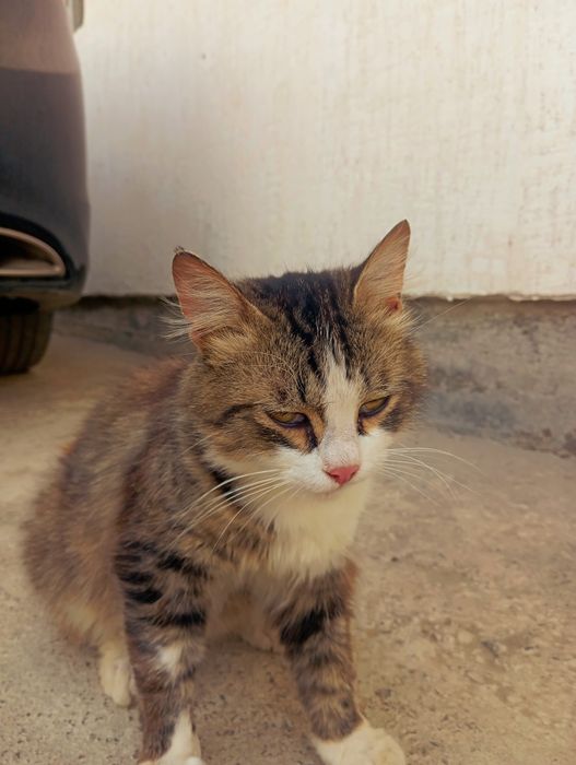 Отдам кота в добрые руки