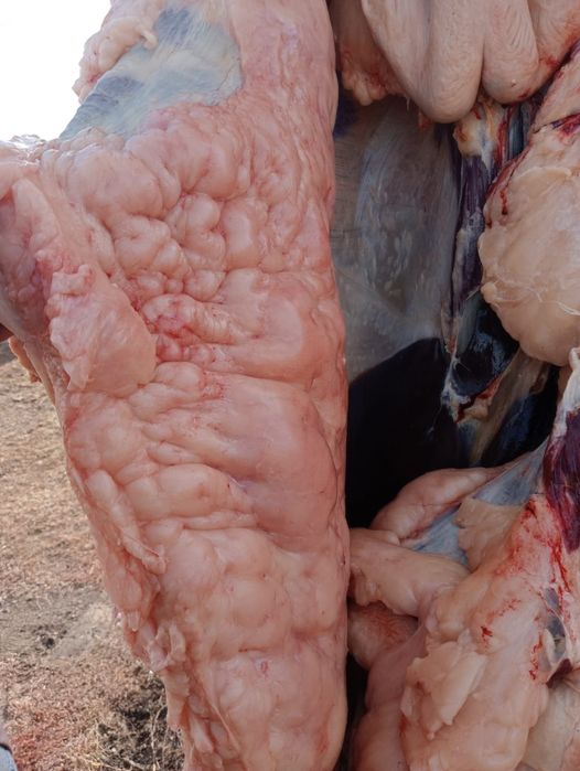 Продам конину, мясо, ет