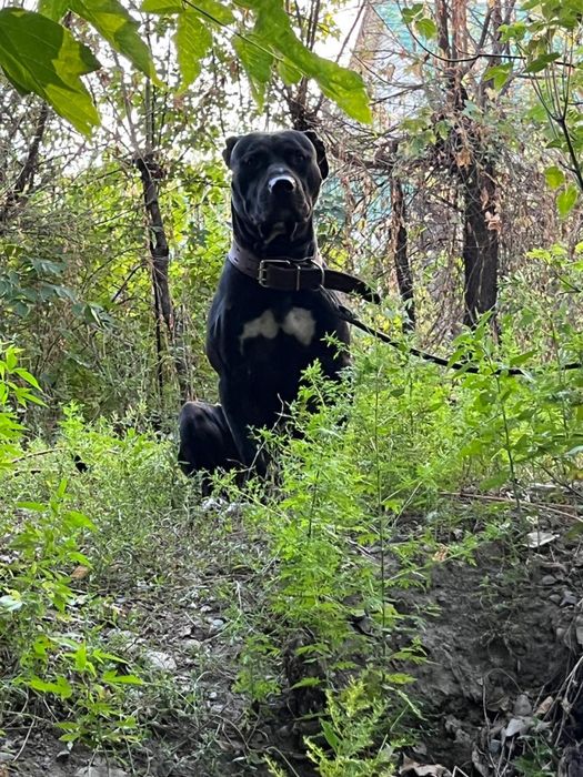 Вязка питбуль трер