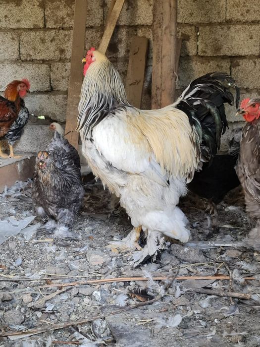 Порно актриса Настя Озерова