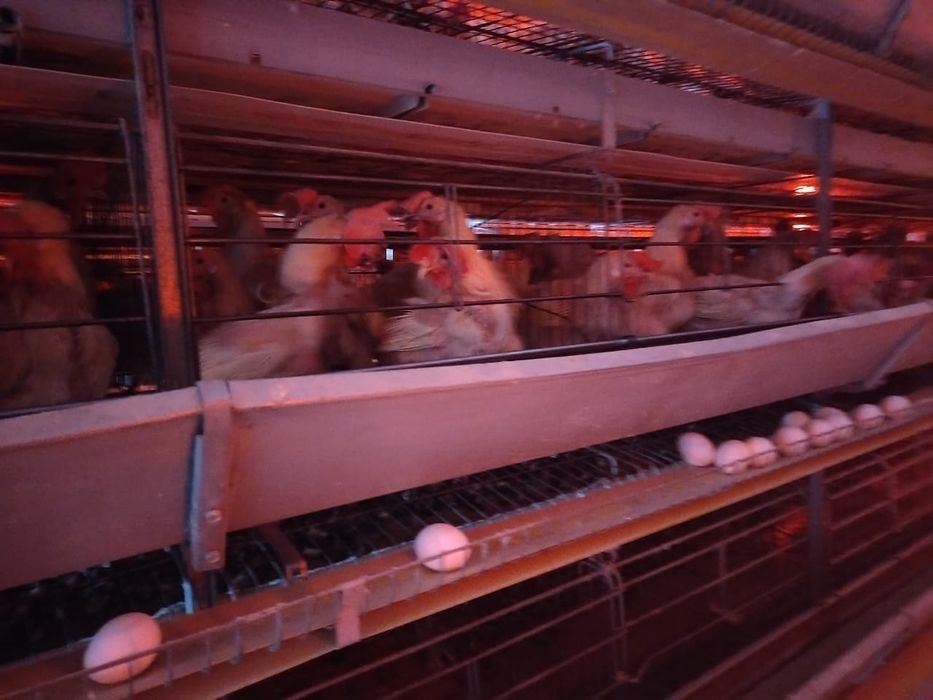 Продам курей "Леггорн" 1000