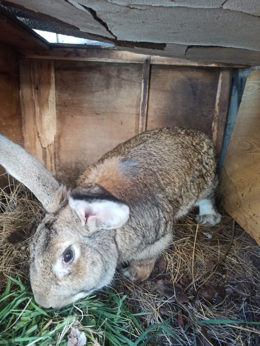 Продам кроликов разной породы.