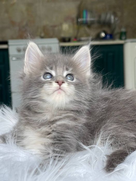 Продается серебристая девочка Мейн- кун