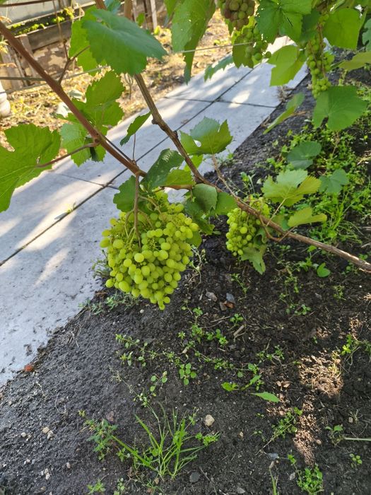 Продам дачу 131 км