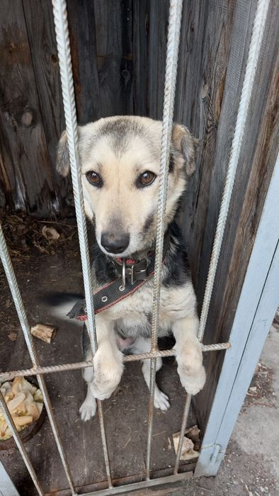 Отдам щенят  в добрые руки