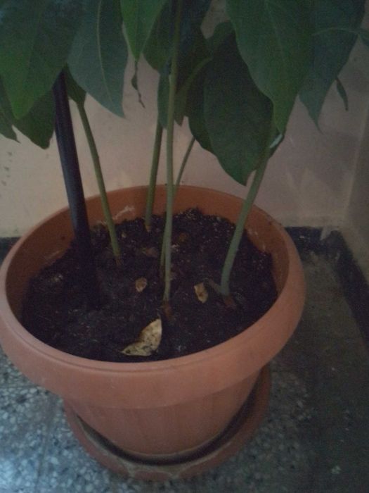 Авокадо 5 броя + саксия