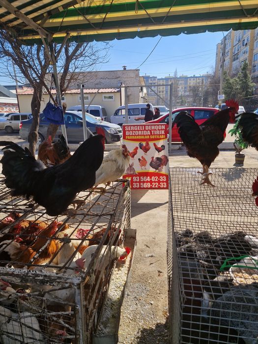 Sergili dehqon bozorida xoroz tovuq kurka quyon huroz ordek