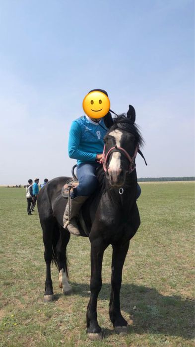 Айғыр сатылады