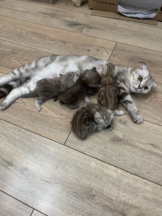 продаем шотландскую кошку беременную