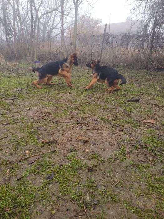 Немски овчарки.