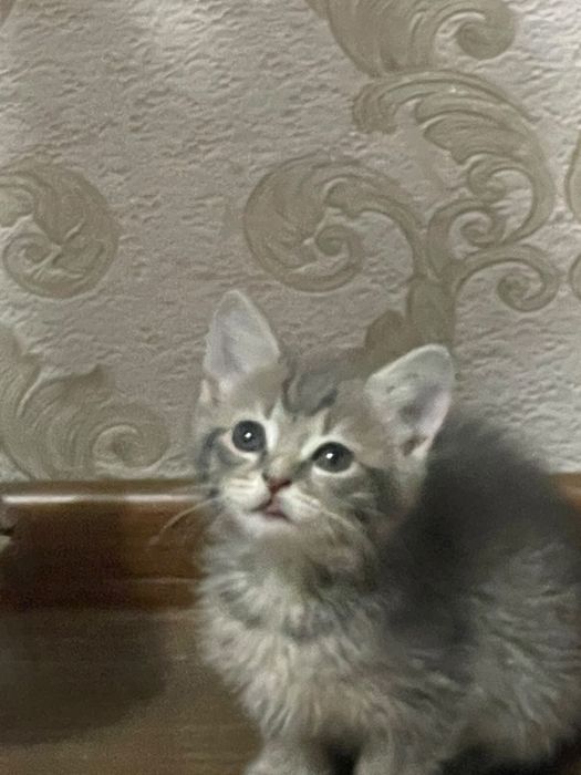 отдам котят в ДОБРЫЕ руки!