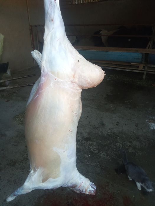 Кассоб хизмати 200000