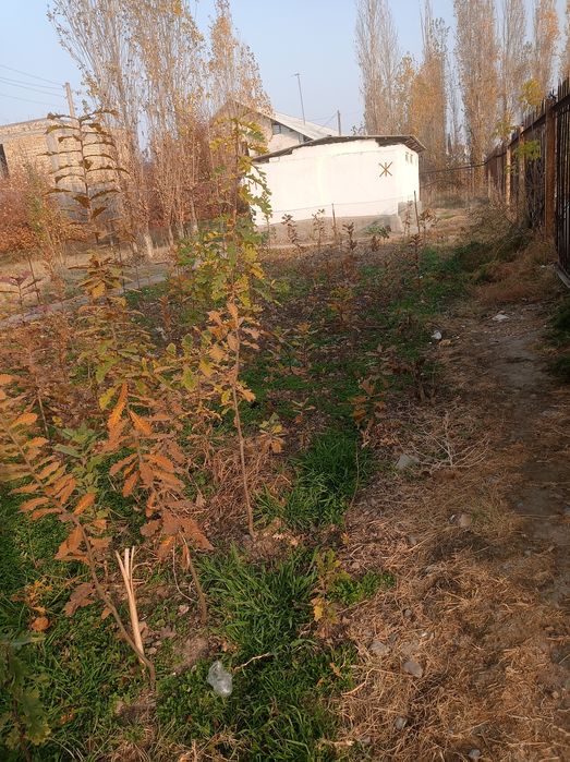 Dub-Eman kochatlari narxini gaplashamiz