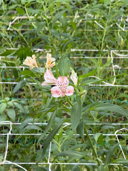 Комерческие помещения