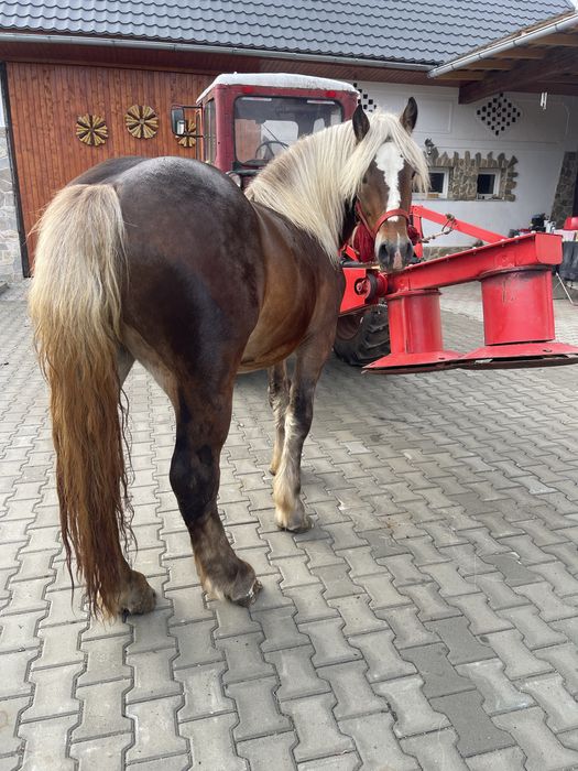 Vand armasar de 2 ani