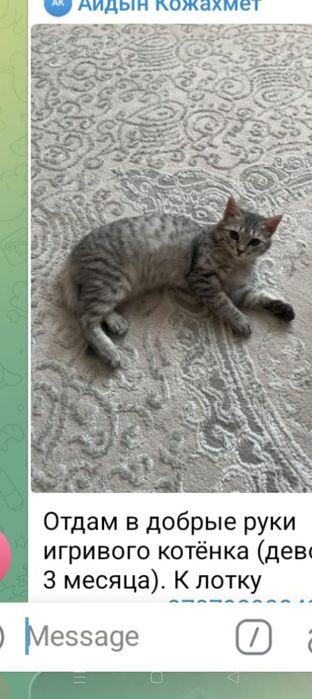 кошка бесплотно даставка