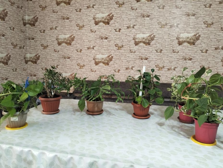 Домашние цветы разные