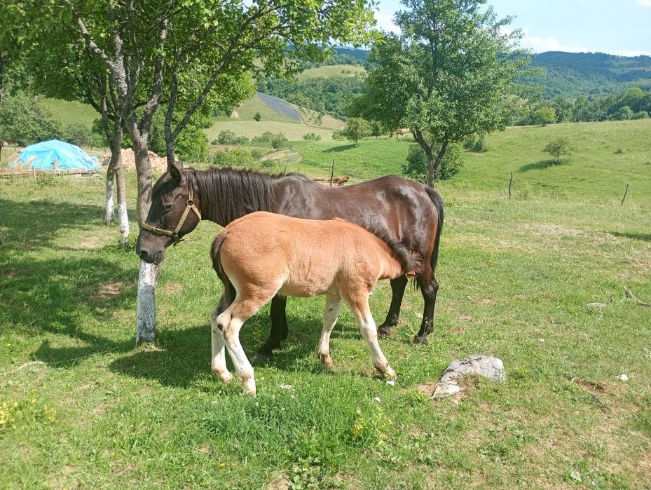 Vînd cal iapa harmăsar iapă cu mînz